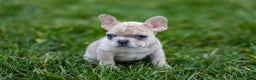 French Bulldog dogs for sale: Fern - Ad 15