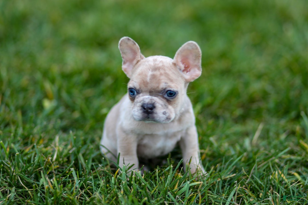 French Bulldog dogs for sale: Fern - Ad 15