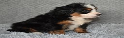 Mini Bernedoodle dogs for sale: Hunter - Ad 5