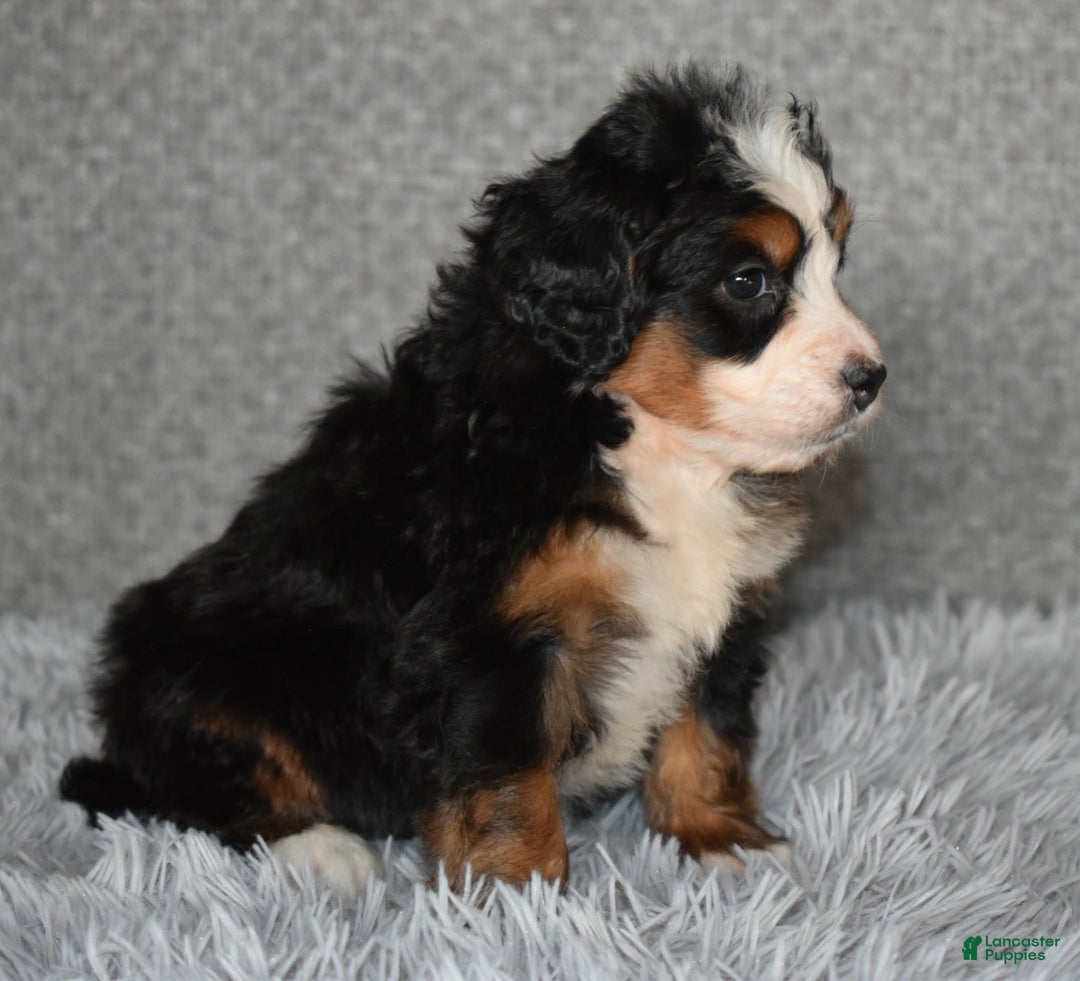 Mini Bernedoodle dogs for sale: Hunter - Ad 5