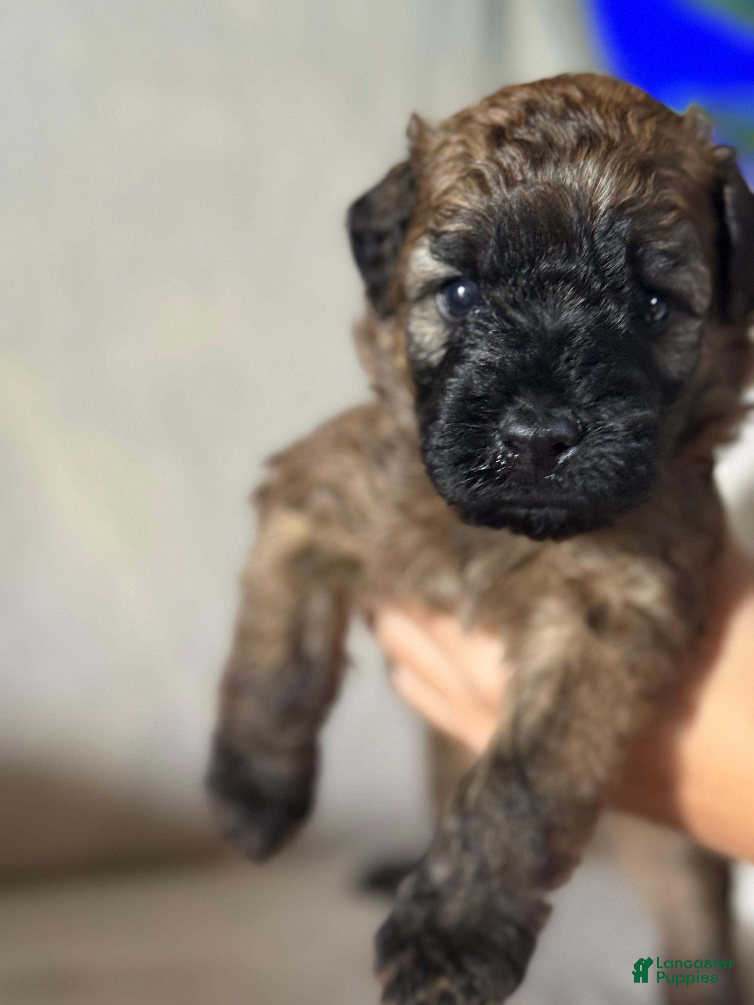 Mixed Breed dogs Pink collar girl  - Ad 2