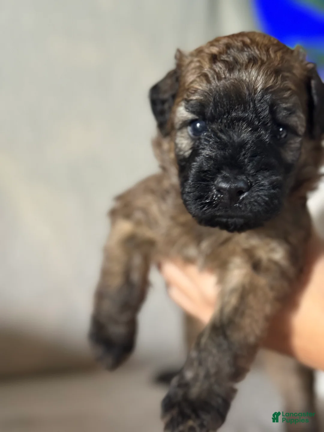Mixed Breed dogs for sale: Pink collar girl  - Ad 2