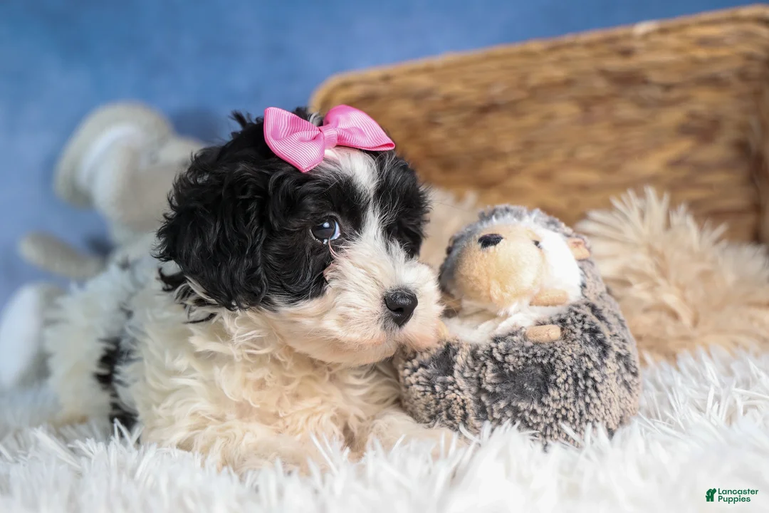 Havapoo dogs for sale: ELLIE - Ad 12