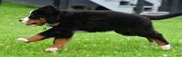 Bernese Mountain Dog dogs for sale: Ned - Ad 10
