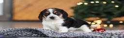 Beagle dogs for sale: Lawrence  - Ad 6
