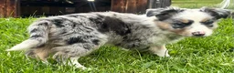 Australian Shepherd dogs for sale: Thing 1 - Ad 3