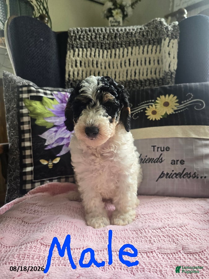 Miniature Poodle dogs for sale: Trevor - Ad 4