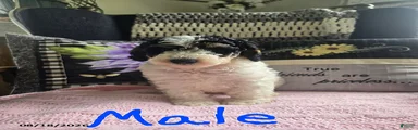 Trevor