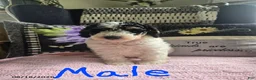 Miniature Poodle dogs for sale: Trevor - Ad 1