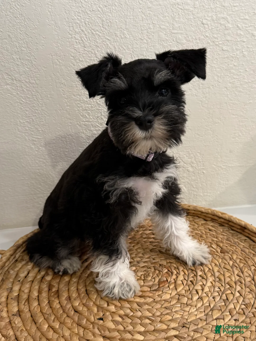 Miniature Schnauzer dogs for sale: Basil - Ad 1