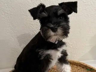 Miniature Schnauzer dogs Basil - Ad 6