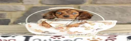 Miniature Dachshund dogs for sale: Savannah - Ad 3