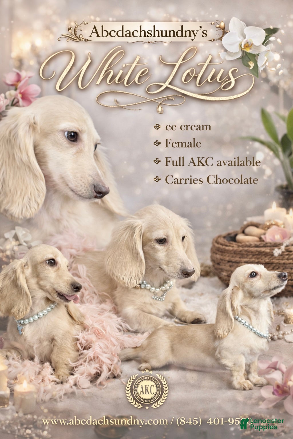 Miniature Dachshund dogs AKC Lotus - Ad 27