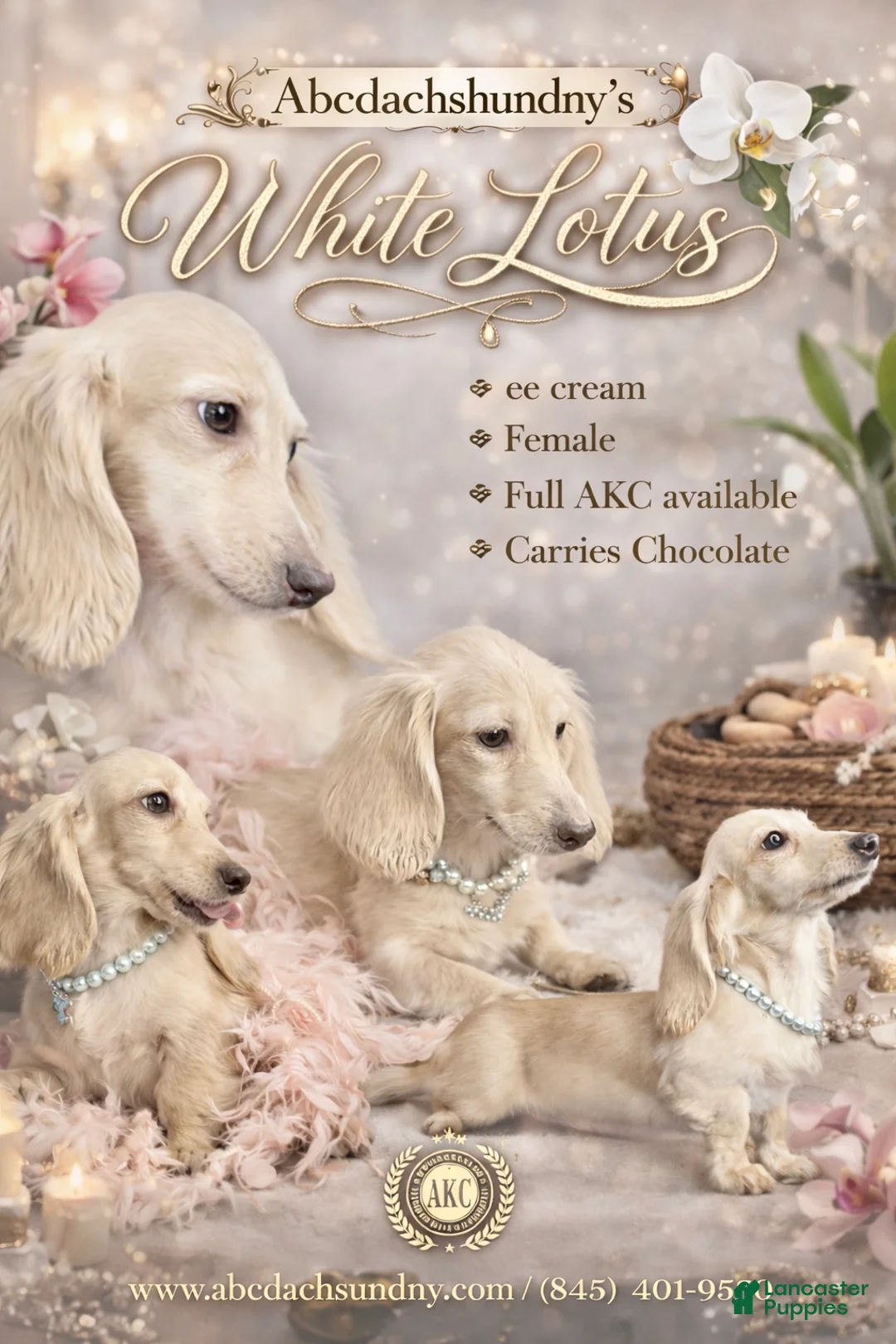 Miniature Dachshund dogs for sale: AKC Lotus - Ad 1