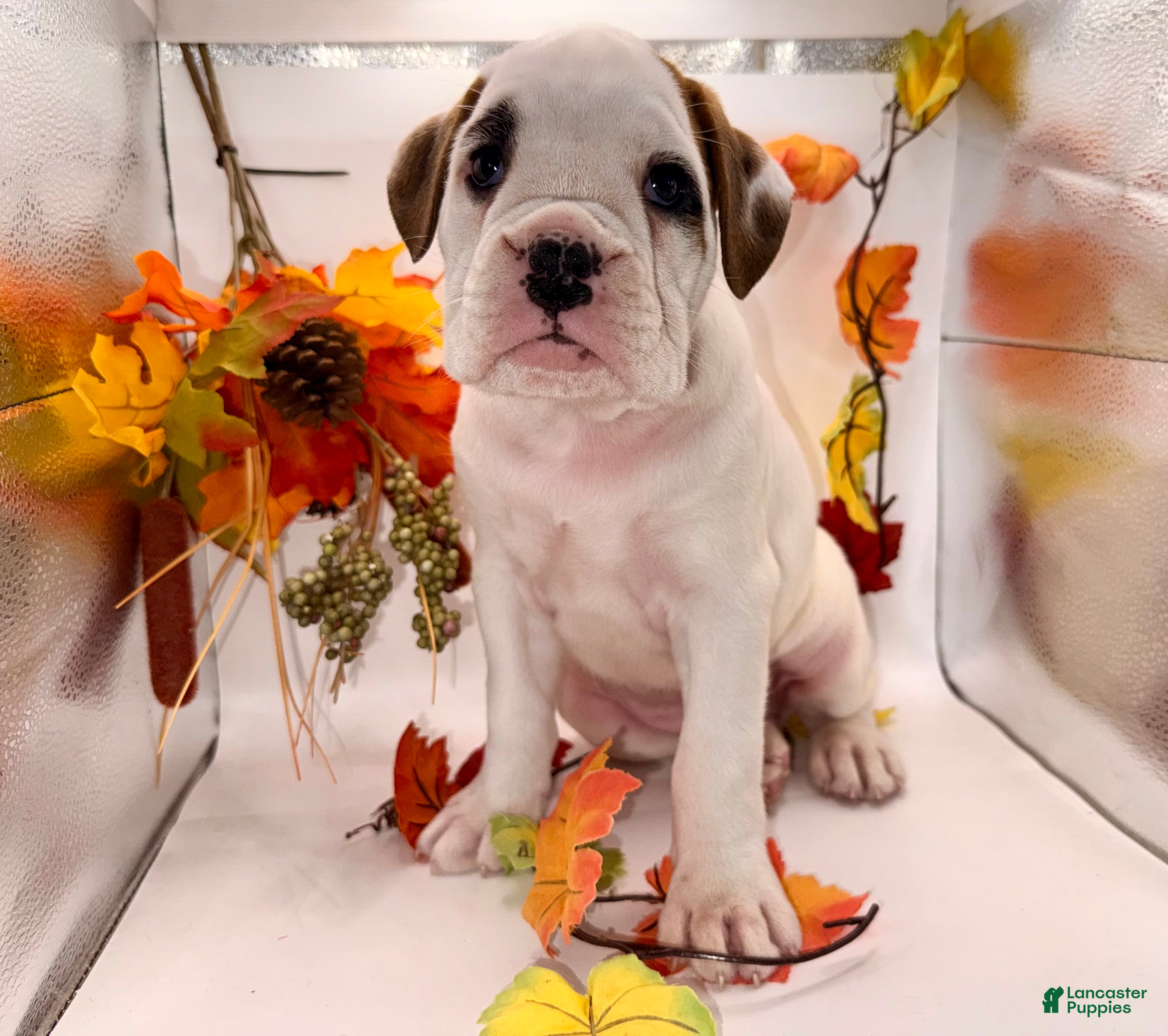 Boxer dogs  Ember - Ad 1