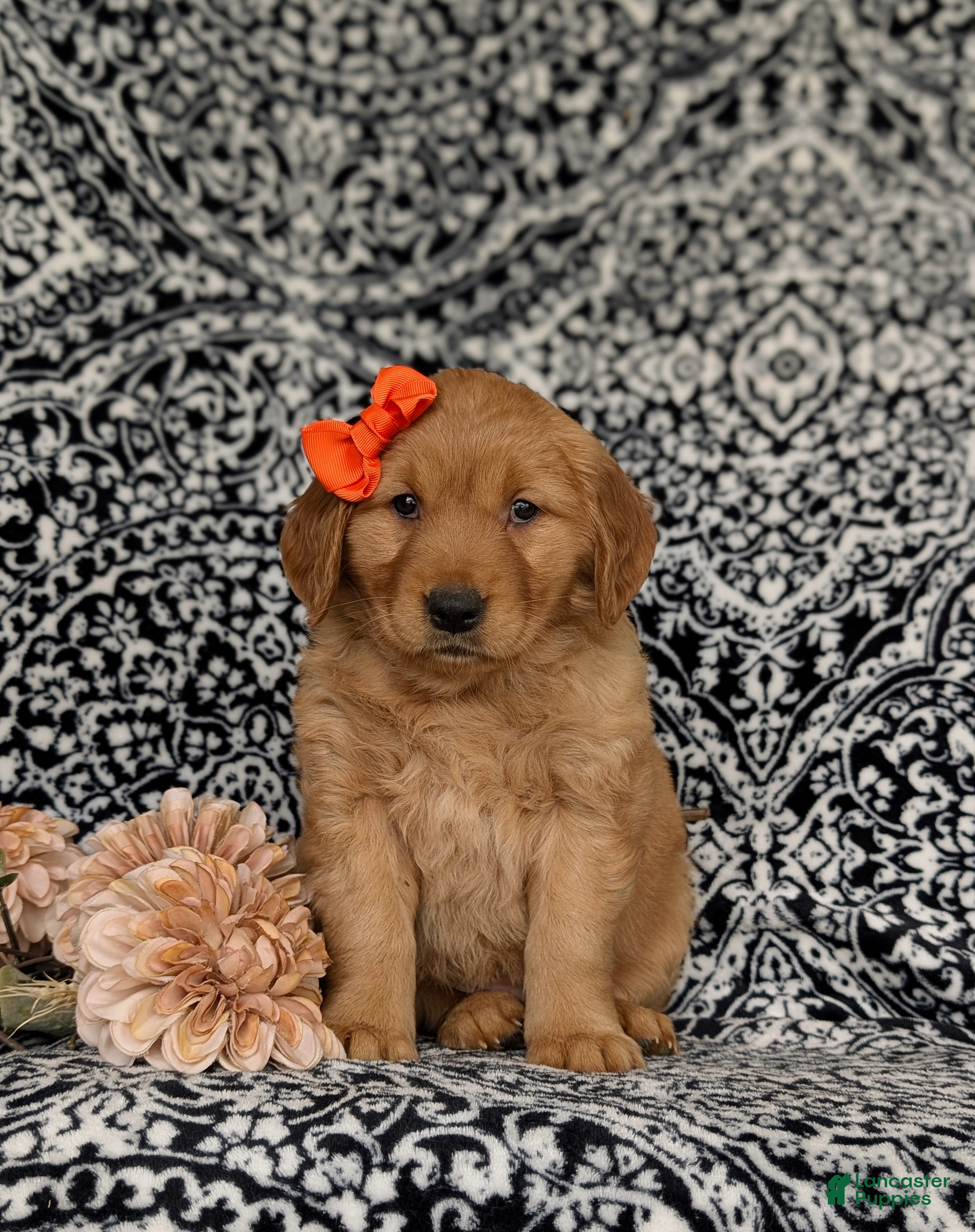 Golden Retriever dogs Nadine AKC Registered - Ad 2