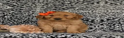 Golden Retriever dogs for sale: Nadine AKC Registered - Ad 2