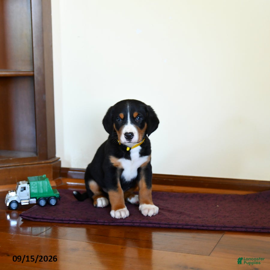 Greater Swiss Mountain Dog dogs Wrangler - Ad 1
