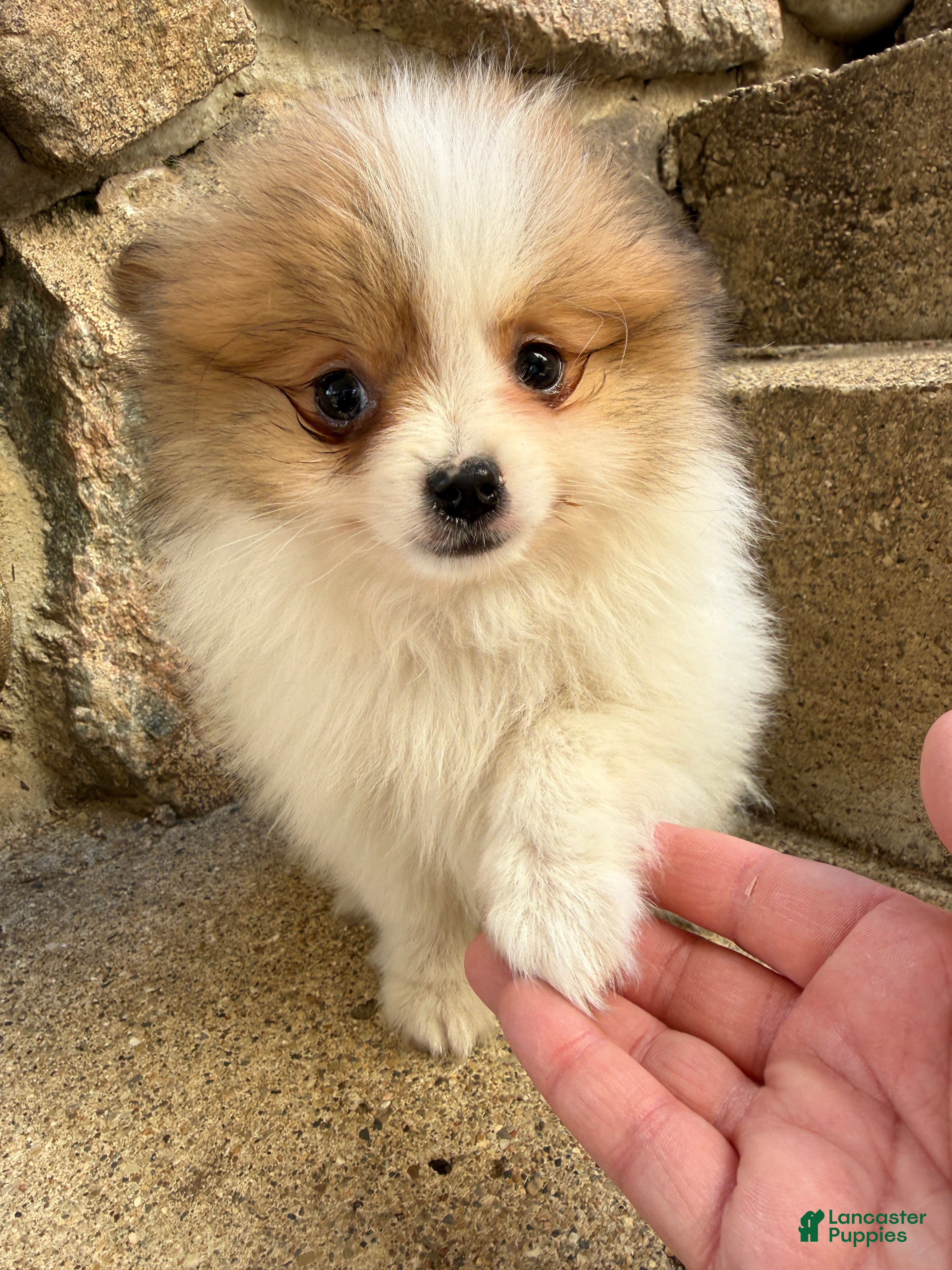 Pomeranian dogs Caleb - Ad 1