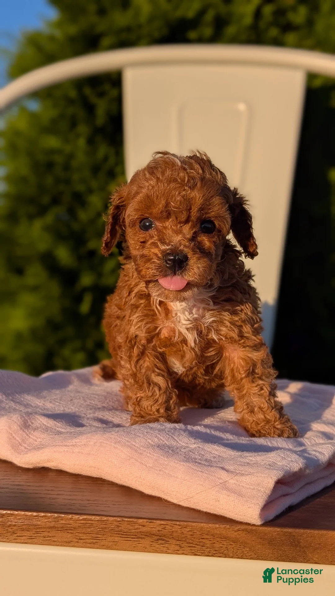 Miniature Poodle dogs for sale: Hazel - Ad 2