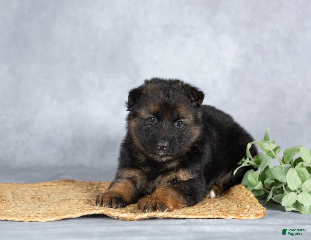 German Shepherd dogs for sale: Autumn - Ad 2