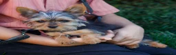 Yorkshire Terrier dogs for sale: Jupiter - Ad 1