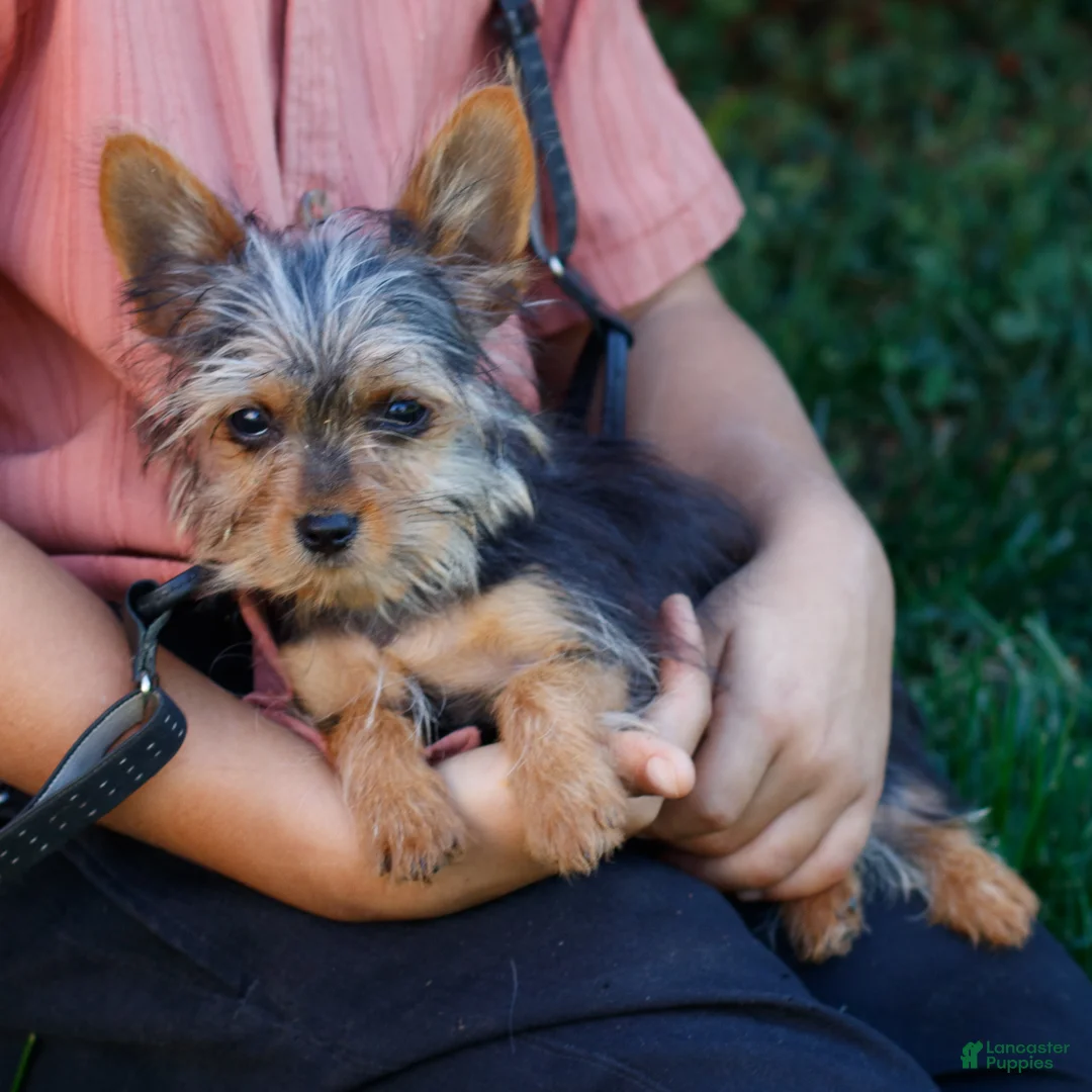 Yorkshire Terrier dogs for sale: Jupiter - Ad 1