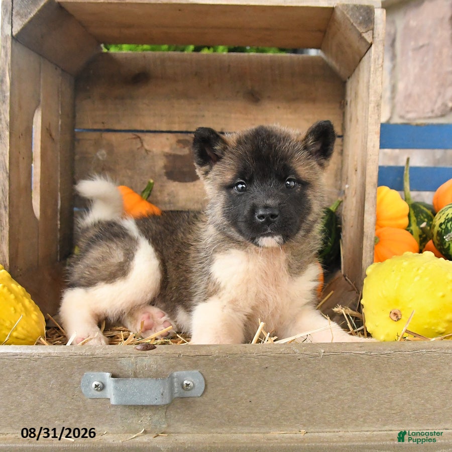 Akita dogs Nadia - Ad 2