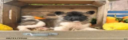 Akita dogs for sale: Nadia - Ad 3