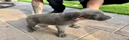 Mixed Breed dogs for sale: Mixed Breed Puppy 1 (purple)  - Ad 4