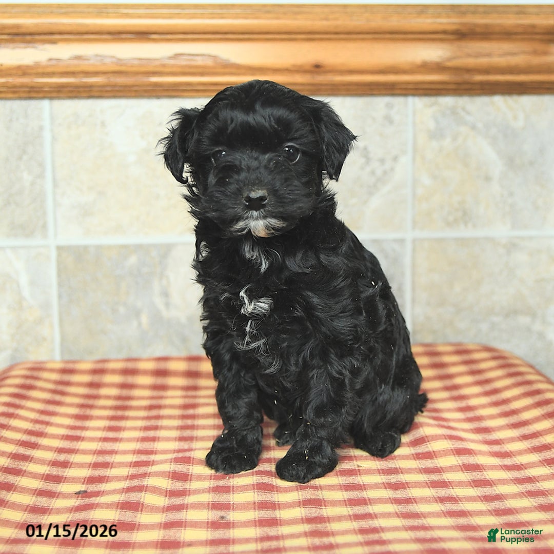 Yorkiepoo dogs for sale: Ethel - Ad 3
