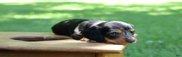 Miniature Dachshund dogs for sale: Mini Dachshund: Sam - Ad 6