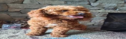 Miniature Poodle dogs for stud: Mini Poodle Stud Male FOR SALE - Ad 8