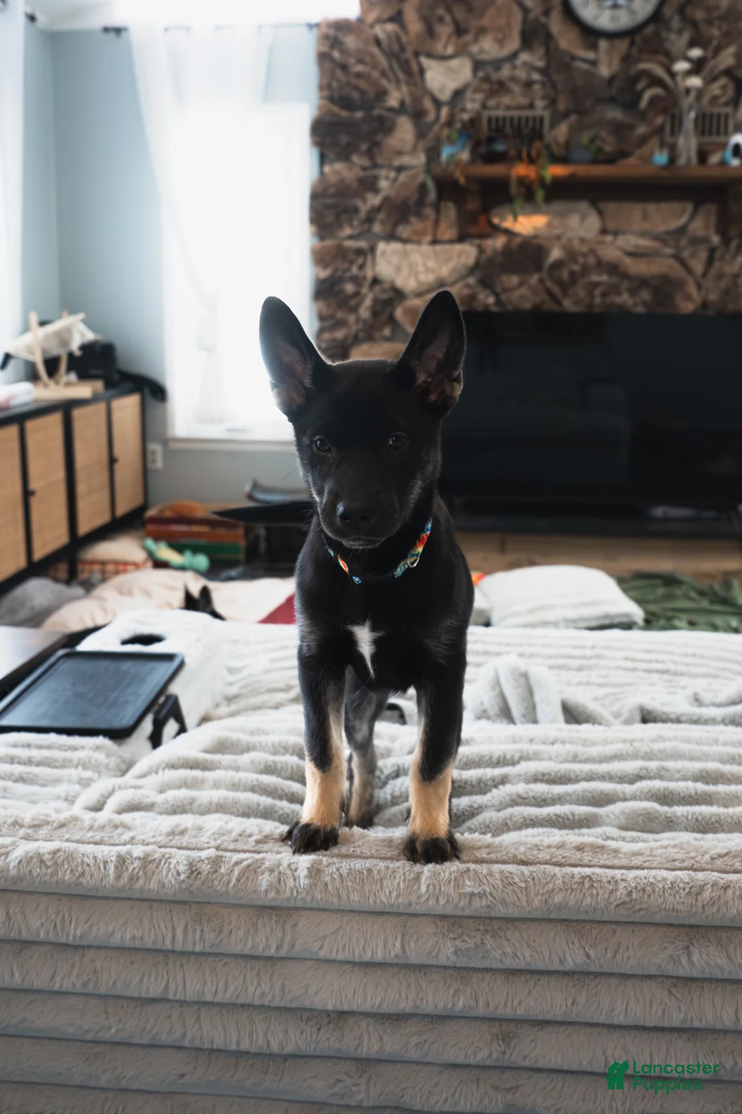 Mixed Breed dogs for sale: Yappy - Ad 4