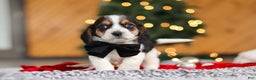 Beagle dogs for sale: Lawrence  - Ad 4