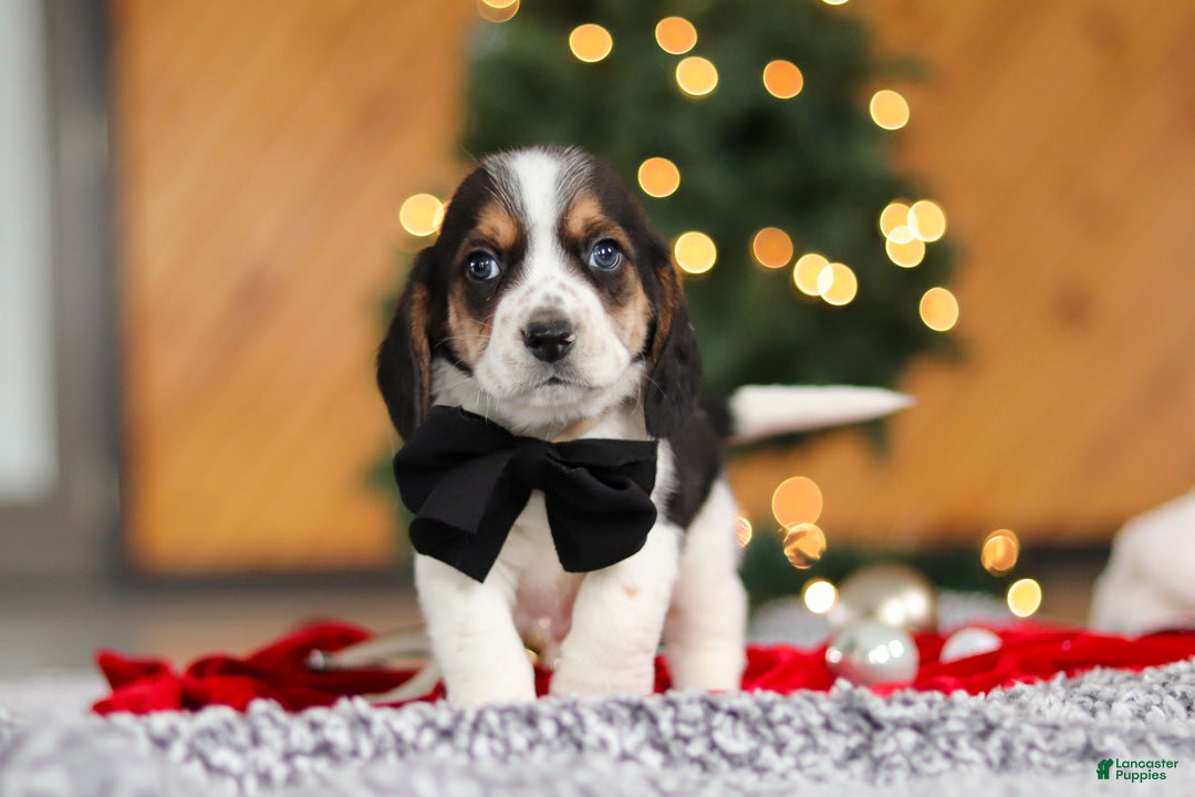 Beagle dogs for sale: Lawrence  - Ad 4