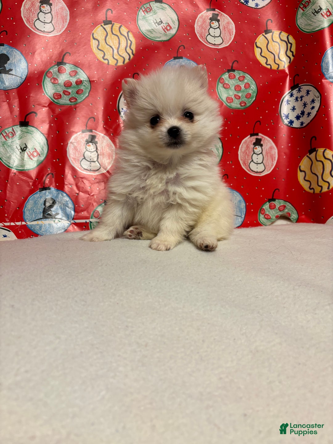 Pomeranian dogs for sale: Pomeranian Puppy 3 - Ad 3