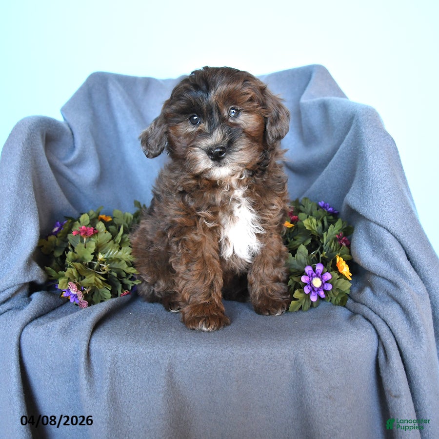 Pomapoo dogs Bullet - Ad 1