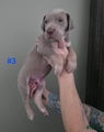 Great Dane Puppy 3