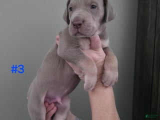 Great Dane dogs Great Dane Puppy 3 - Ad 38