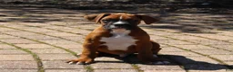 Boxer dogs for sale: Atticus - Ad 10