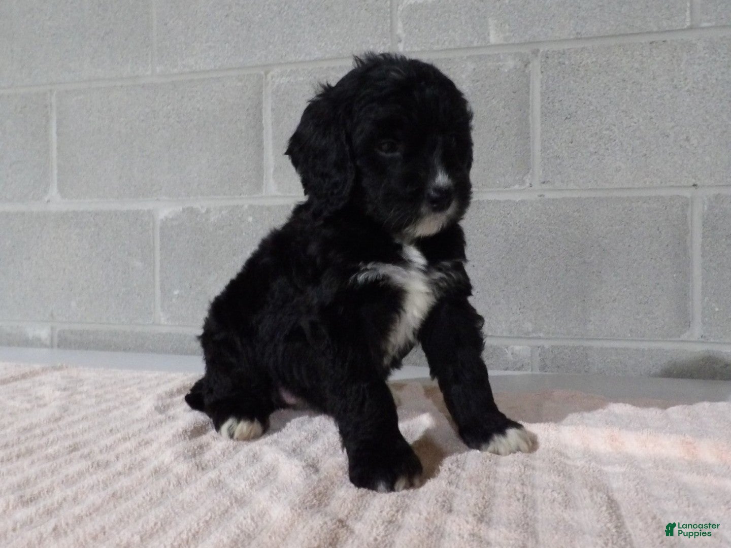Bernedoodle dogs Lucy - Ad 2