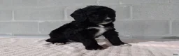 Bernedoodle dogs for sale: Lucy - Ad 2