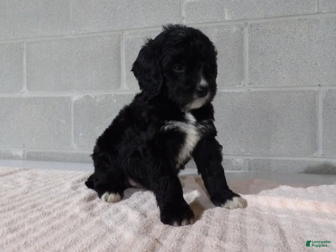 Bernedoodle dogs for sale: Lucy - Ad 2