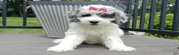 Sheepadoodle dogs for sale: Willow - Ad 4