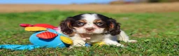 Cavalier King Charles Spaniel dogs for sale: Chloe - Ad 7