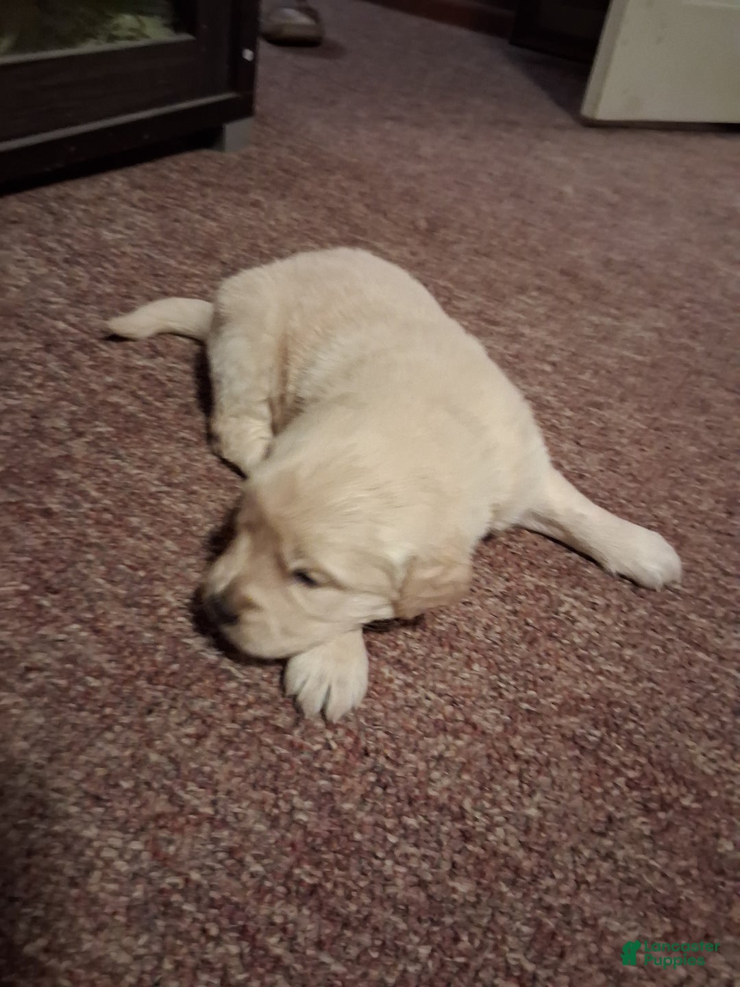 Golden Retriever dogs for sale: Rose - Ad 5
