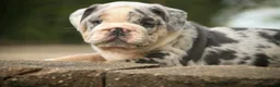 English Bulldog dogs for sale: Seth English Bulldog  - Ad 10