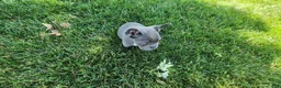 French Bulldog dogs for sale: Jenna - Ad 4