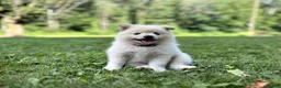 Pomeranian dogs for sale: Lily - Ad 4